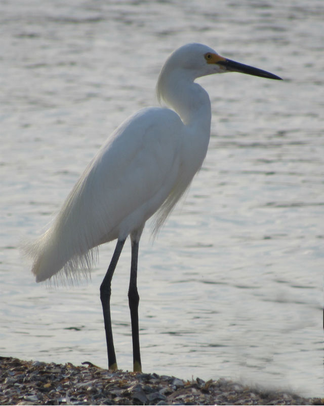 Snowy Egret